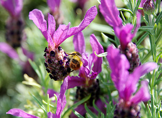 Image showing Bee searching for nectar on lavender