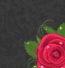 Image showing Beautiful rose isolated on grunge background