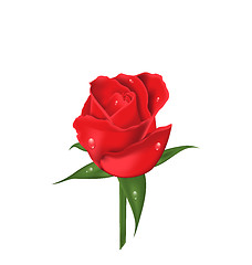 Image showing Close-up red rose isolated on white background