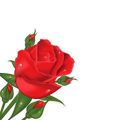 Image showing Red rose isolated on white background