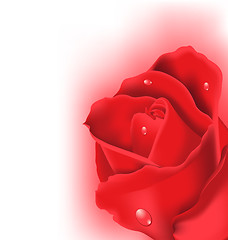 Image showing Red rose for design your celebration card