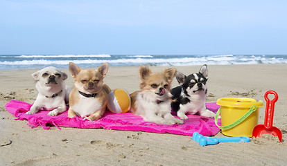 Image showing chihuahuas on the beach