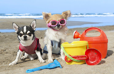 Image showing chihuahuas on the beach