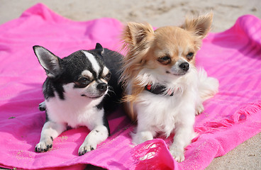 Image showing chihuahuas on the beach