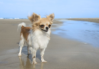 Image showing chihuahua on the beach