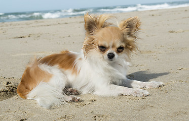 Image showing chihuahua on the beach