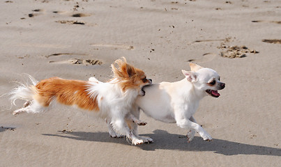 Image showing fighting chihuahuas on the beach