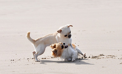 Image showing fighting chihuahuas on the beach