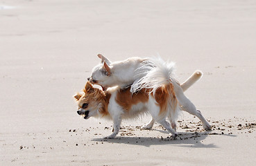 Image showing fighting chihuahuas on the beach