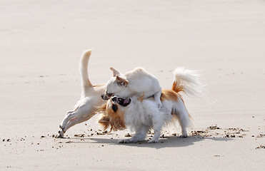 Image showing fighting chihuahuas on the beach