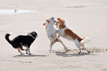 Image showing fighting chihuahuas on the beach