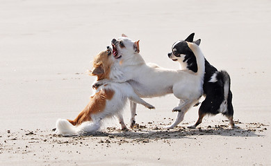 Image showing fighting chihuahuas on the beach