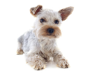 Image showing yorkshire terrier