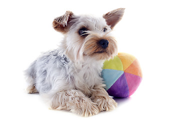 Image showing yorkshire terrier and ball