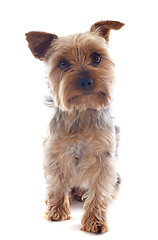 Image showing yorkshire terrier