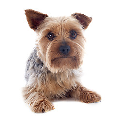 Image showing yorkshire terrier