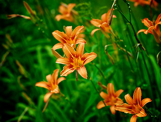 Image showing Orange Lily