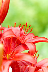 Image showing red lilly flowers with water drops 