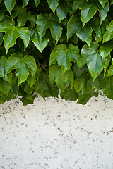 Image showing ivy growing on old wall 