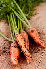 Image showing fresh carrots bunch 