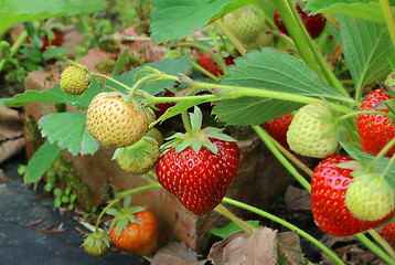 Image showing Branch of strawberries