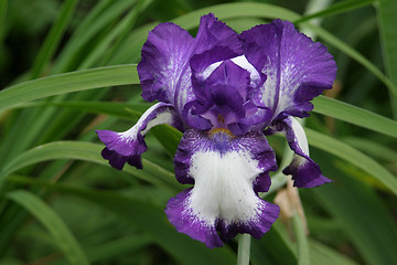 Image showing Blue and white iris