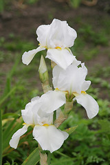 Image showing Three white iris flowers