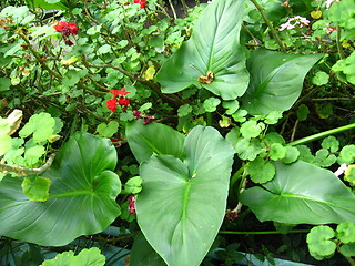 Image showing Plant with greater green leaves in a greenhouse