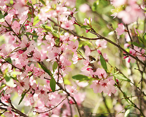 Image showing spring sakura