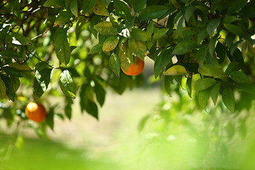 Image showing Orange tree