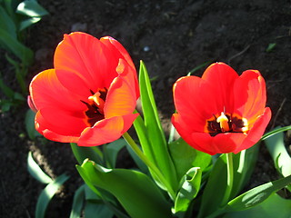 Image showing two red tulips on the flower-bed