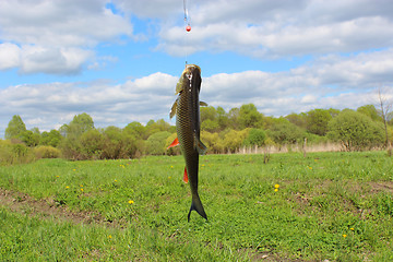 Image showing Beautiful caught chub