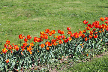 Image showing orange tulips on the flower-bed