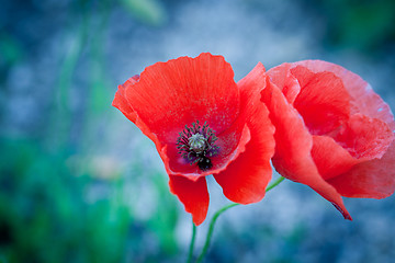 Image showing beautiful red poppy poppies in green and blue closeup