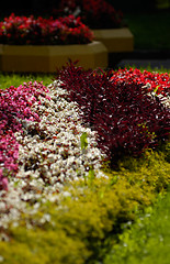 Image showing flowerbed