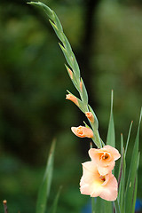 Image showing blooming gladiolus