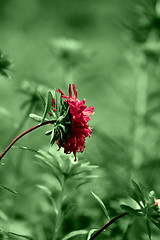 Image showing purple chrysanthemum