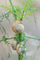 Image showing brown snail sitting on geen tree macro closeup