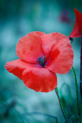 Image showing beautiful red poppy poppies in green and blue closeup