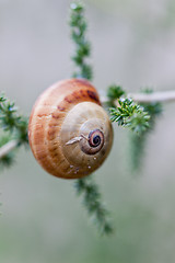 Image showing brown snail sitting on geen tree macro closeup