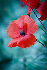 Image showing beautiful red poppy poppies in green and blue closeup