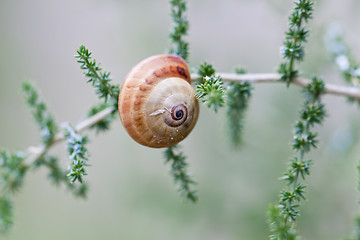 Image showing brown snail sitting on geen tree macro closeup