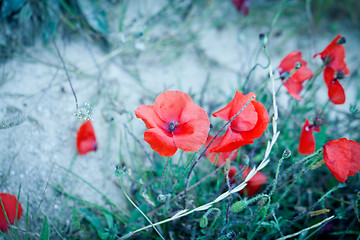 Image showing beautiful red poppy poppies in green and blue closeup