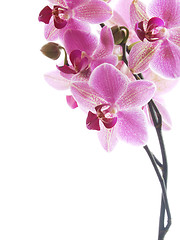 Image showing Pink orchid