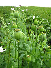 Image showing green heads of the poppy