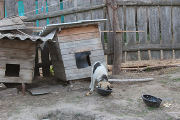 Image showing dog on a chain eating near the kennel