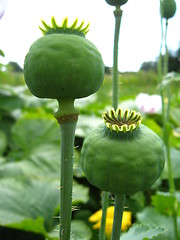 Image showing green heads of the poppy