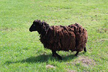 Image showing Sheep grazing on a grass