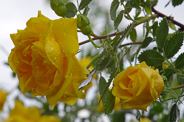 Image showing Rose with rain drops