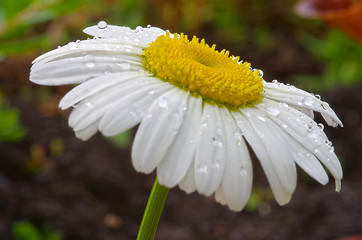 Image showing Flower after rain